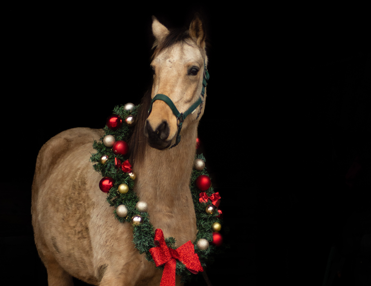 Kingsley weihnachtet sehr, Bild Nr. 1