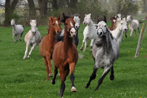 Das Bild zu endlich auf der Wiese