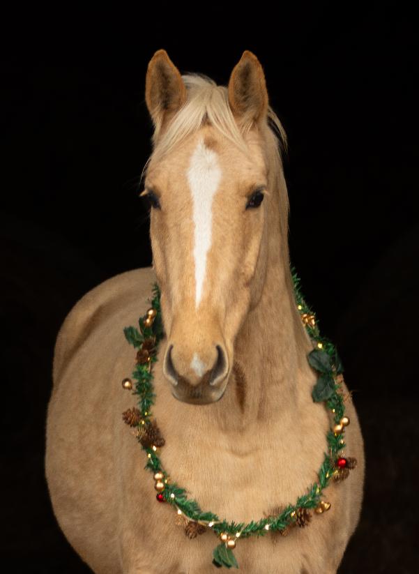 Das Bild zu Luminor der Weihnachtsbote