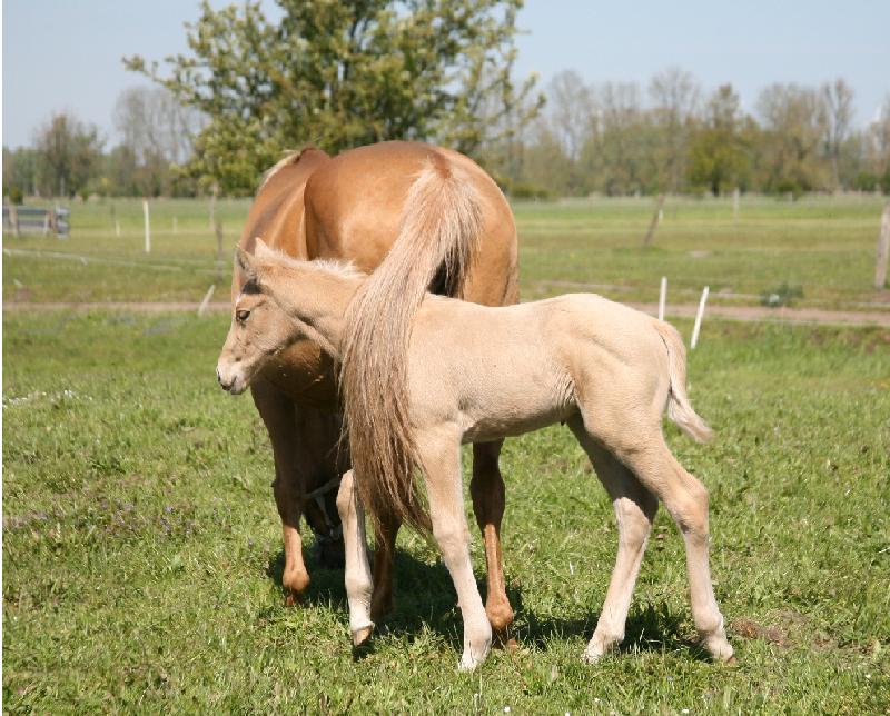 Das Bild zu Mams Schweif steht mir!