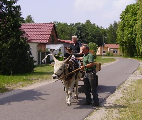 Das Bild zu Ochsen-Express