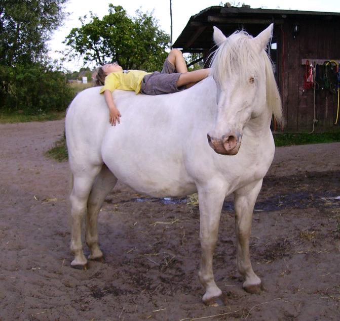 Das Bild zu sich ausruhen beim Reiten