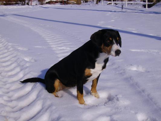 treuer Freund im Winter, Bild Nr. 1