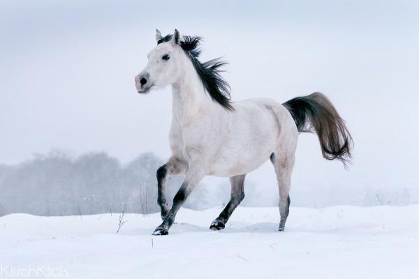 Weela im Schnee, Bild Nr. 1