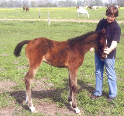 Schwanhild, Bild Nr. 1