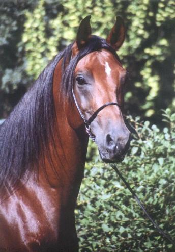 Vorschaubild von Kabu-Khan / Shagya-Araber (CA-frei)*