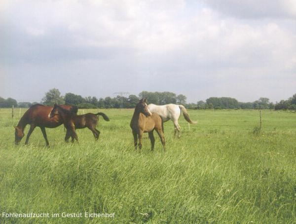 Edfus Nachzucht in den Jahren 1991 bis 2001, Bild Nr. 1