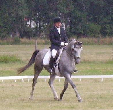 Elitehengst Salazar S / Shagya-Araber (CA-und SCID-frei)/  Tiefgefriersperma ab 2016, Bild Nr. 9