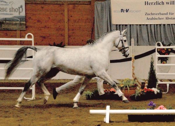 Elitehengst Salazar S / Shagya-Araber (CA-und SCID-frei)/  Tiefgefriersperma ab 2016, Bild Nr. 10