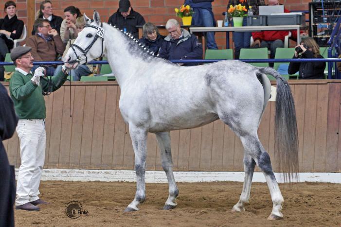 Elitehengst Salazar S / Shagya-Araber (CA-und SCID-frei)/  Tiefgefriersperma ab 2016, Bild Nr. 4