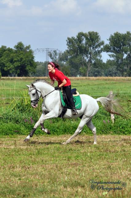 Elitehengst Salazar S / Shagya-Araber (CA-und SCID-frei)/  Tiefgefriersperma ab 2016, Bild Nr. 2