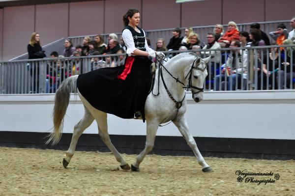 Elitehengst Salazar S / Shagya-Araber (CA-und SCID-frei)/  Tiefgefriersperma ab 2016, Bild Nr. 16