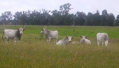 Ungarisches Steppenrind, Bild Nr. 3