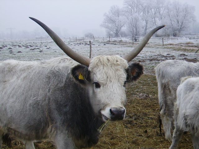 Ungarisches Steppenrind, Bild Nr. 10