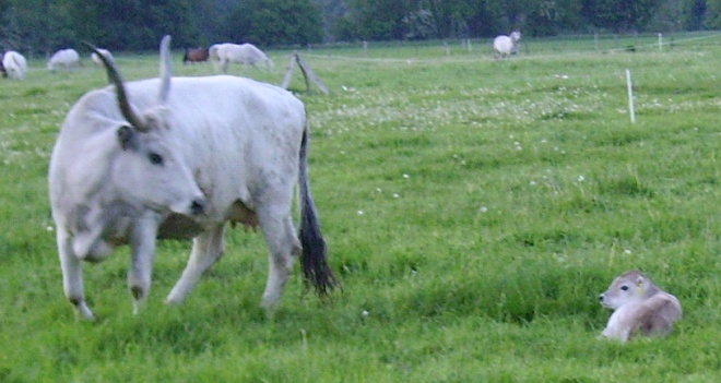 Zuwachs auf dem Eichenhof, Bild Nr. 2