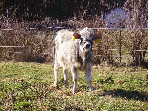 Vom Steppenrind - Kalb zum Zugrind, Bild Nr. 1