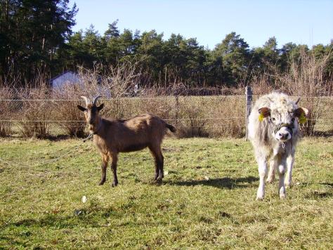 Vom Steppenrind - Kalb zum Zugrind, Bild Nr. 2