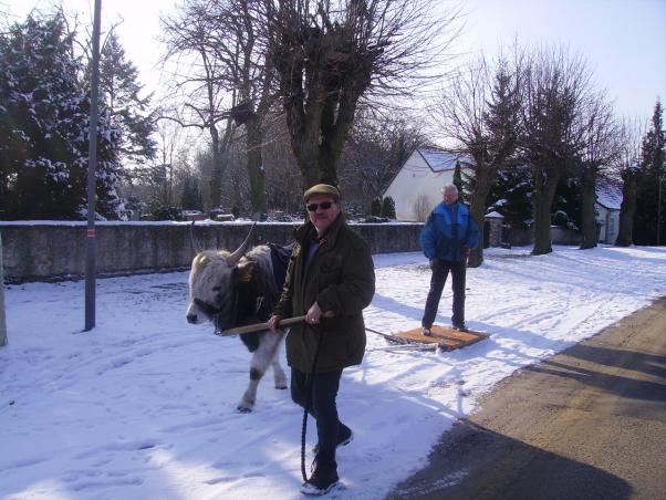 Vom Steppenrind - Kalb zum Zugrind, Bild Nr. 11