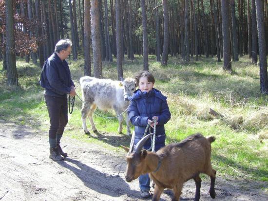 Vom Steppenrind - Kalb zum Zugrind, Bild Nr. 3