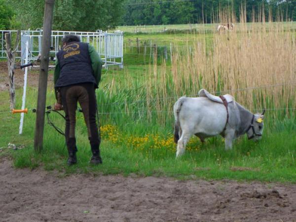 Vom Steppenrind - Kalb zum Zugrind, Bild Nr. 6