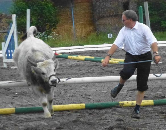 Vom Steppenrind - Kalb zum Zugrind, Bild Nr. 7