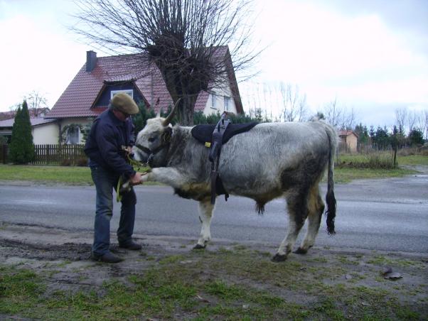 Vom Steppenrind - Kalb zum Zugrind, Bild Nr. 8