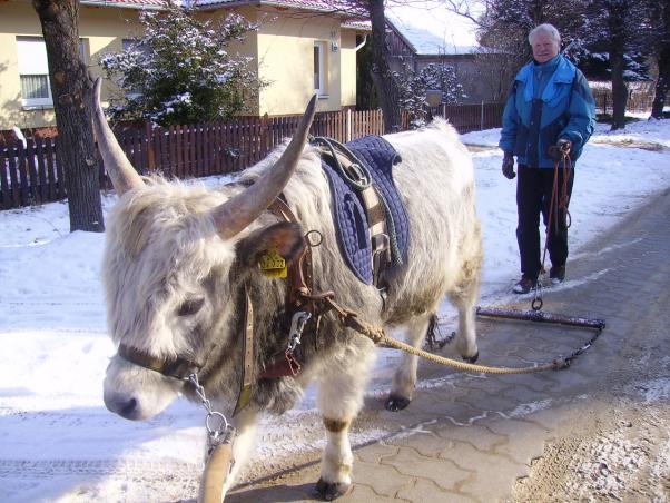 Vom Steppenrind - Kalb zum Zugrind, Bild Nr. 9