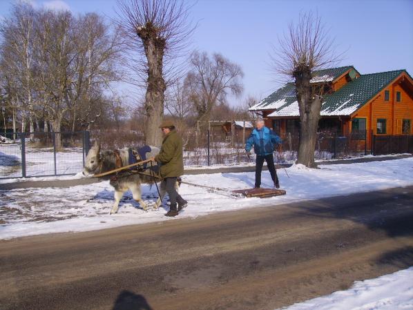 Vom Steppenrind - Kalb zum Zugrind, Bild Nr. 10