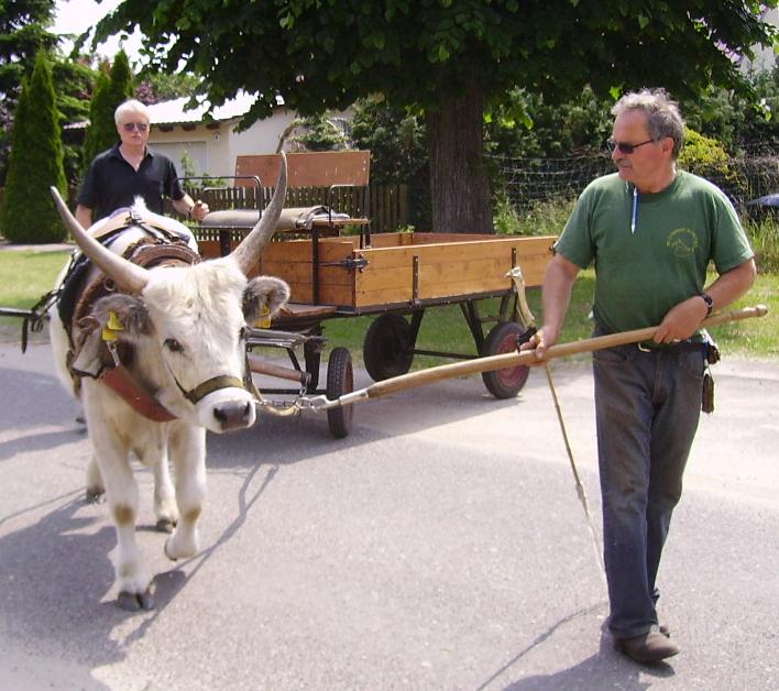 Vom Steppenrind - Kalb zum Zugrind, Bild Nr. 13