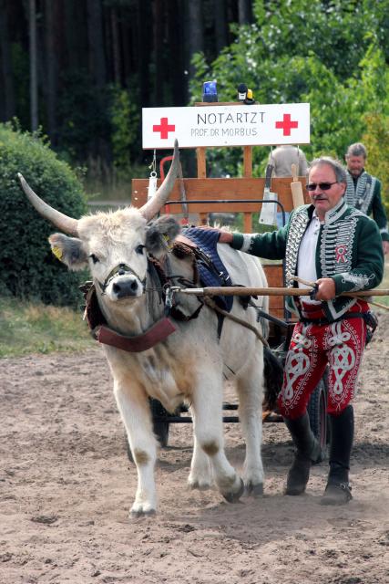 Vom Steppenrind - Kalb zum Zugrind, Bild Nr. 14