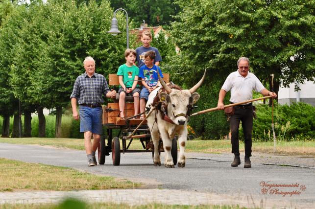 Vom Steppenrind - Kalb zum Zugrind, Bild Nr. 16