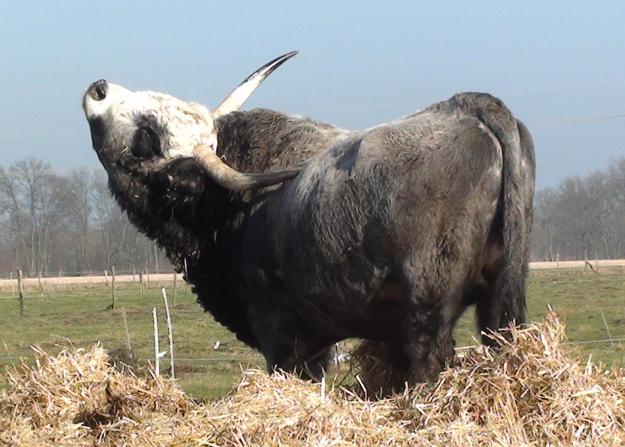 Zuchtbulle  "Dobó", Bild Nr. 2