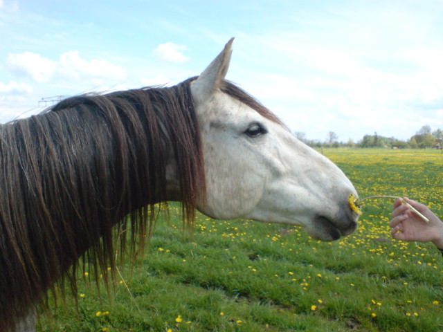 Weidebankett, Bild Nr. 2