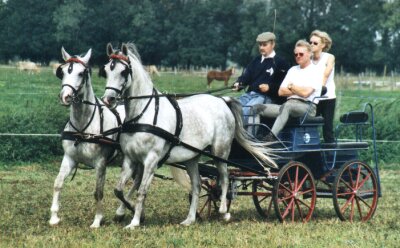 Ungarisches Fohlenfest 2001, Bild Nr. 3