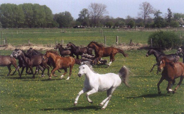 Wanderreiten und Sicherheitstraining, Bild Nr. 3