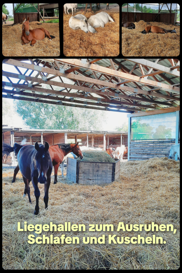 Pferdepension, Bild Nr. 7