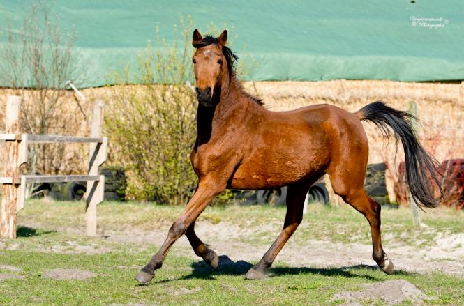 Shagya-Araber Verkaufspferde und Pferde anderer arabischer Rassen ...